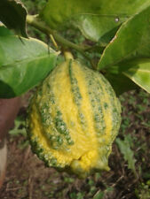 CITRUS LIMON   "LIMONE VARIEGATO  " -10 SEMI FRESCHI comprar usado  Enviando para Brazil
