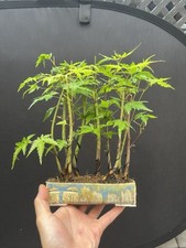 Japanese maple forest for sale  Wallkill