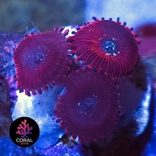 Magicians head zoa for sale  STOCKPORT
