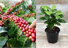 Coffee arabica ihcafe for sale  HIGH WYCOMBE