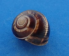 Coquillage collection helix d'occasion  Biarritz