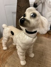 standard poodle for sale  GLASTONBURY