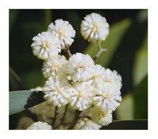 25x acacia melanoxylon gebraucht kaufen  Pfullingen