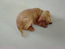 Golden lab retriever for sale  Fort Scott