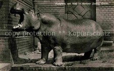 Zoo berlin flusspferd gebraucht kaufen  Deutschland