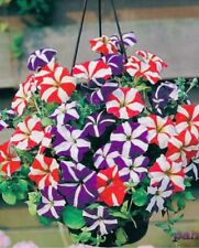 Petunia trailing mixed for sale  LOUGHTON