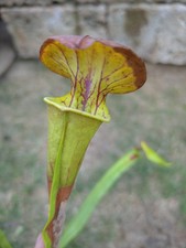 Sarracenia flava goldie usato  Cittadella
