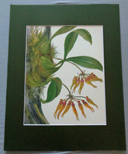 Tree growing flowering for sale  Olympia