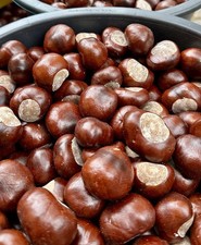 Kastanien frischer ernte gebraucht kaufen  Potsdam