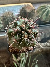 Thelocactus bicolor 3.6 usato  Valdastico