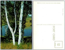 Cartão postal antigo WI Birch Trees Lake comprar usado Cartão postal antigo WI Birch Trees Lake comprar usado  Enviando para Brazil