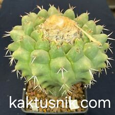 Discocactus semicampaniflorus  usato  Spedire a Italy