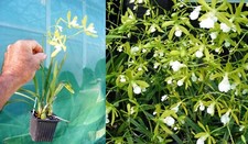 Encyclia tampensis alba d'occasion  Fumel