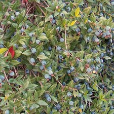 Pianta mirto nero usato  Quartu Sant Elena