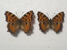 Nymphalis polychloros entomolo gebraucht kaufen  Guben