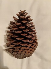 Large pine cone for sale  CARRICKFERGUS