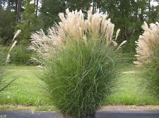 Miscanthus sinensis chinaschil gebraucht kaufen  Goch