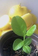 Organic meyer lemon for sale  Houston