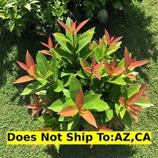 Cocoplum red tip for sale  Miami