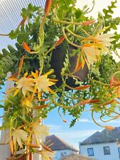Epiphyllum anguliger rooted for sale  WELLING