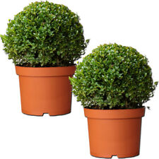 Pair real 30cm for sale  UK