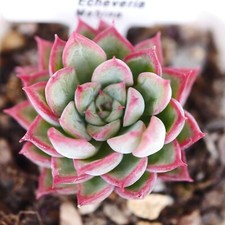 Echeveria mebina rooted for sale  BEXHILL-ON-SEA