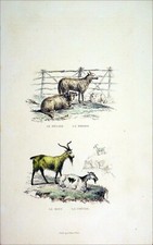 Bélier brebis bouc d'occasion  Le Mêle-sur-Sarthe