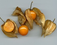 Samen andenbeere judenkirsche gebraucht kaufen  Calw