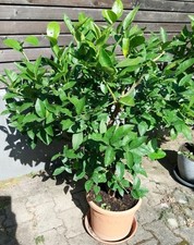 Zitronenbäumchen höhe 110cm gebraucht kaufen  Ettlingen