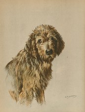 Otterhound lovely original for sale Otterhound lovely original for sale  COLEFORD