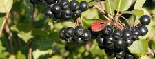 Year old aronia for sale  Livingston
