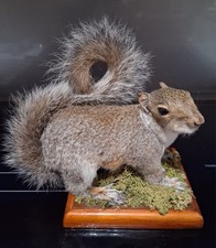 Taxidermy grey squirrel for sale  CRAWLEY
