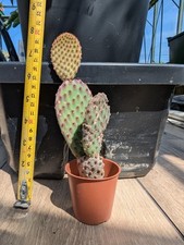 Opuntia rufida microdasys for sale  AMLWCH