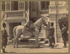 Asil sultan abd for sale  Littleton