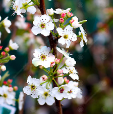 Pyrus calleryana chanticleer for sale  UK