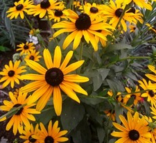Pflanzen rudbeckia sonnenhut gebraucht kaufen  Grimma