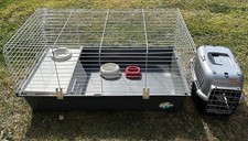 Large guinea pig for sale  CREWE