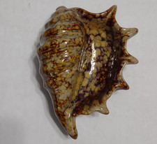 Vtg conch seashell for sale  Winter Haven