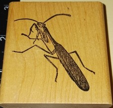Praying mantis insect for sale  Bethesda