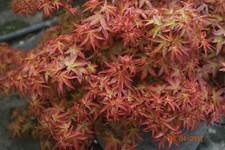 Japanese maple otaha for sale  Woodburn
