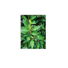 Organic fresh bay for sale  COLCHESTER