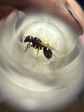 formigas comprar usado  Enviando para Brazil