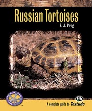 Russian tortoises for sale  Arlington
