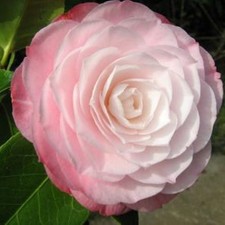 Camellia desire litre for sale  YORK