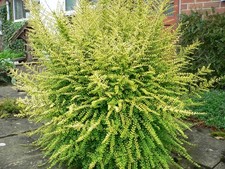 Lonicera nitida baggesen for sale  STOKE-ON-TRENT