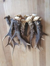 Rehgeweihe rehgehörn rehstang gebraucht kaufen  Deutschland