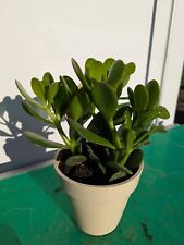 Crassula portulacea 40cm gebraucht kaufen  Nordkirchen