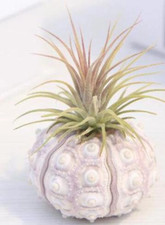 Air plant purple for sale  Lanoka Harbor