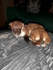 Taxidermy weasle bad for sale  BROXBOURNE