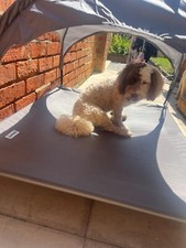 Petlicity elevated dog for sale  LONDON